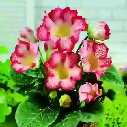 Gloxinia